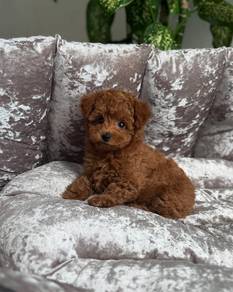 mini teacup poodle 4