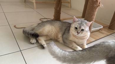 british short hair silver