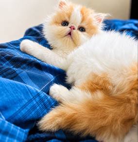 kitten persian highnose