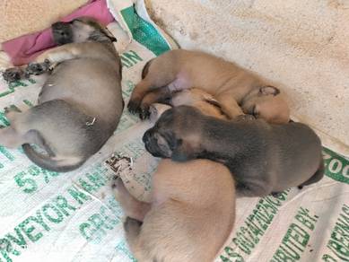 simple breeding puppys
