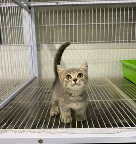 Kucing Munchkin
