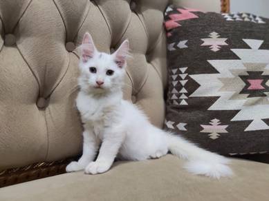 wite Maine coon (female)