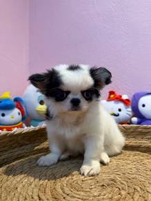 Long Coat Chihuahua 🐾