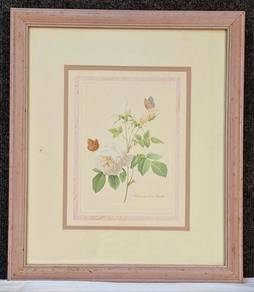Framed Lithograph -White rose with a Hundred Petal