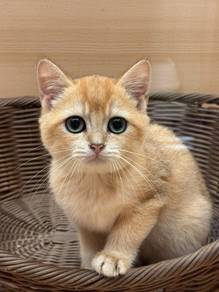 British Short Hair Golden