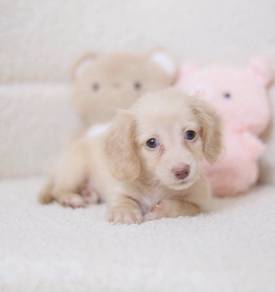 MINIATURE DACHSHUND Puppies VIP68🐻 Male~Female