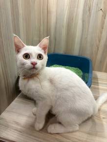 Domestic short hair