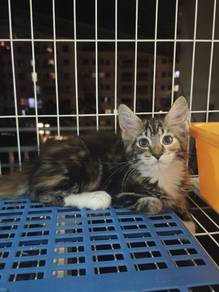 Maine Coon