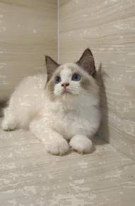 Ragdoll High Quality Male kitten import China