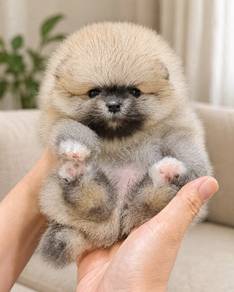 Pomeranian Sable Male Puppy PROMO