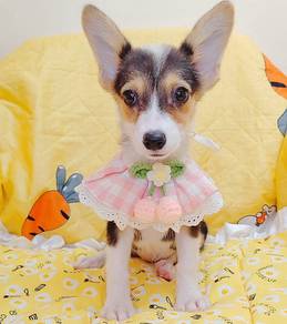 Corgi