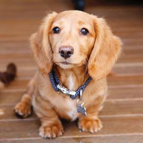 QW66 #MKA  Dachshund cute puppies orange haired