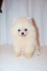J0139 Pomeranian Fluffy Small Mini Companion Dog