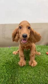 Cocker spaniel england