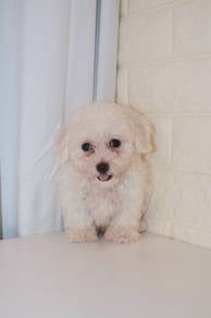 J0475 Bichon Cuddle Bear Puppy