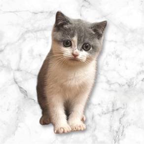 British shorthair BI COLOR