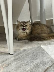 BLH PURE IPOH female 4month