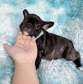 FRENCH BULLDOG PUPPIES 🌻 S201 ~Female Rehome