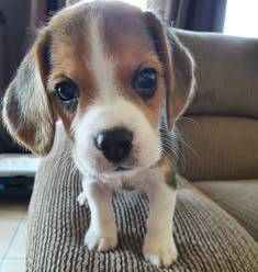 Sweetheart Beagle the cutest little playful puppy