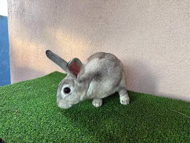Mini Rex Mix