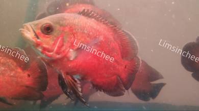 Red Cooper Oscar