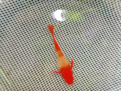 ikan guppy albino koi red ear 