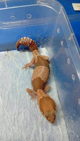 African Fattail Gecko 