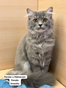 Persian Mainecoon