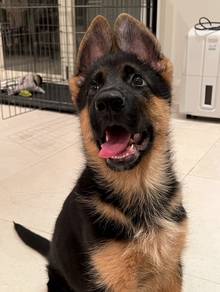 German Shepherd