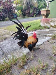 ayam batam japan
