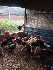 ayam belanda 