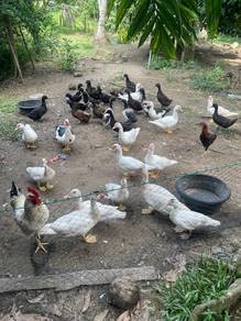 itik telur