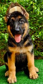 GERMAN SHEPHERD PUPPIES F140 🐻 Good structure G