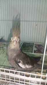 Anak cocktail pastel