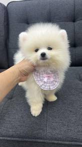 博美男
Pomeranian
male
M-290
Dob ： 28-03-26