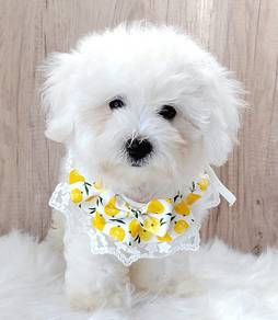 Bichon