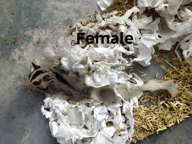 Sugar Glider Low Mosaic