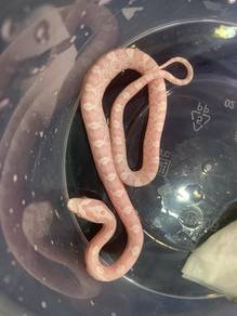 Corn Snake - Snow
