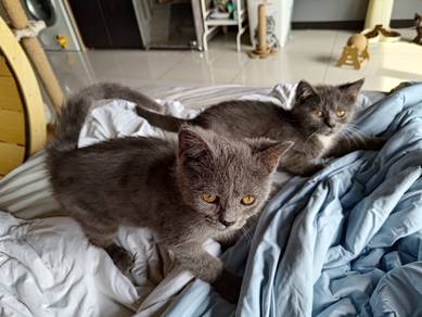 Male BSH Maine Coon Mix 