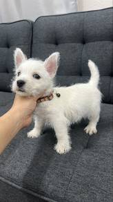 Westie West Highland Terrier Male Puppy