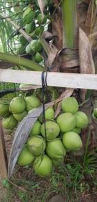 Benih kelapa RENEK hijau
