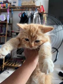 Persian Cat