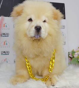Chow Chow