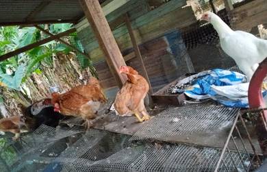 Ayam Kampung Untuk Dijual