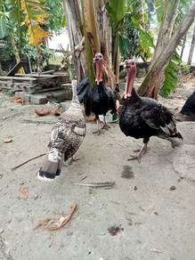 ayam belanda