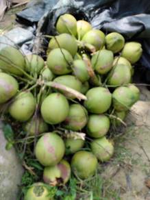 Membekal Kelapa Pandan Organik