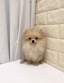 J0419 Pomeranian Teddy Bear Puppy