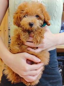 Poodle