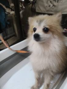 Pomeranian 