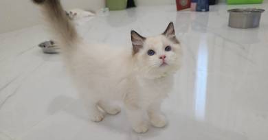 ragdoll